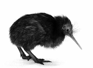 kiwi